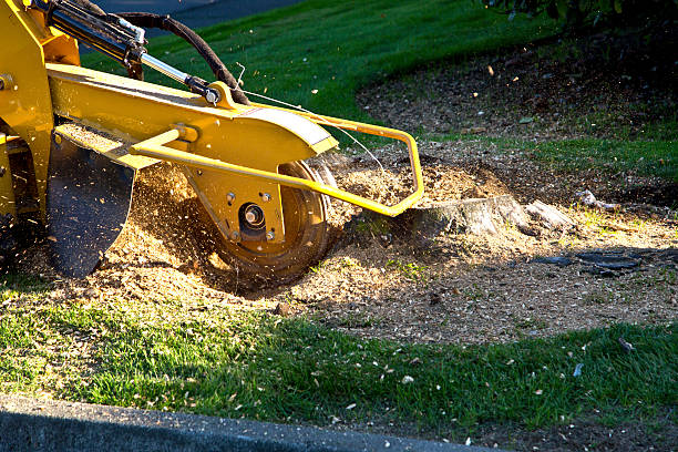 Best Lot and Land Clearing  in Man, IL